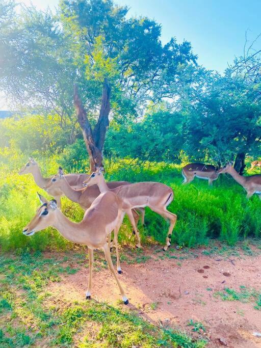 Wildheart Safari - Zesty Zebra Apartman Hoedspruit Kültér fotó