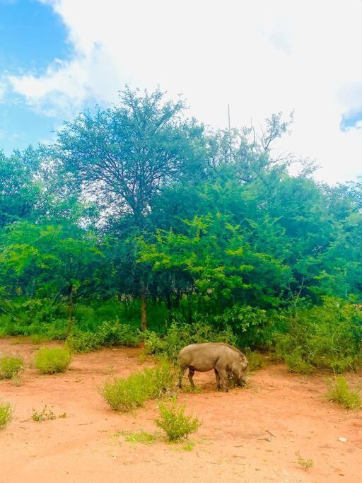 Wildheart Safari - Zesty Zebra Apartman Hoedspruit Kültér fotó