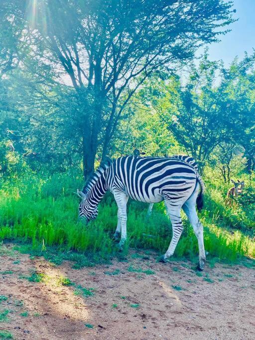 Wildheart Safari - Zesty Zebra Apartman Hoedspruit Kültér fotó