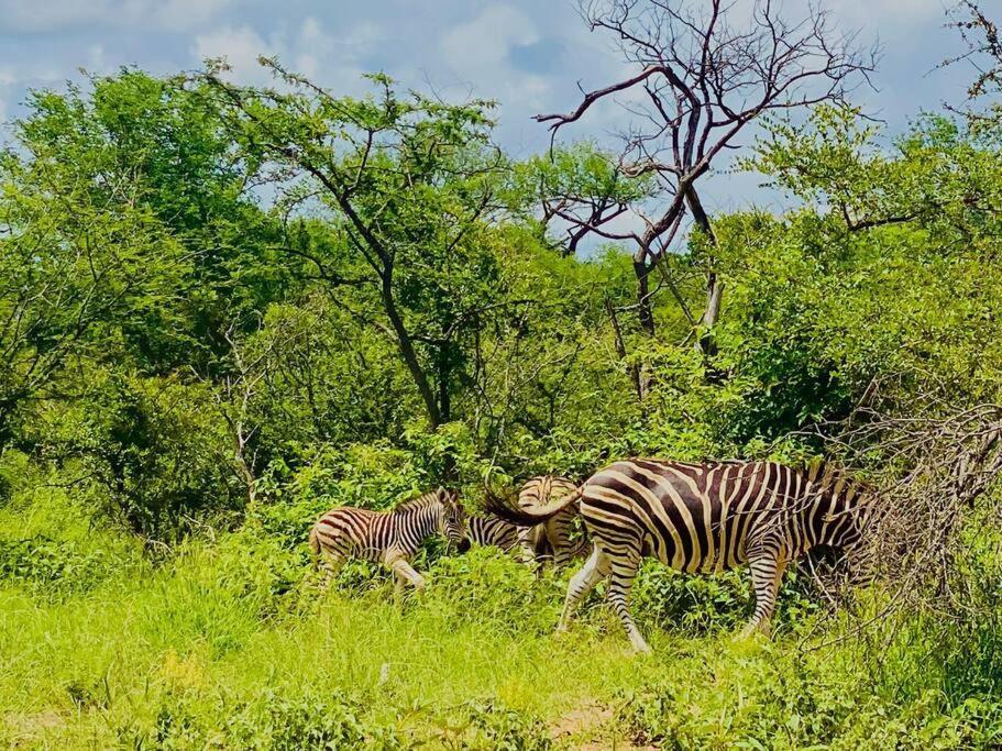 Wildheart Safari - Zesty Zebra Apartman Hoedspruit Kültér fotó