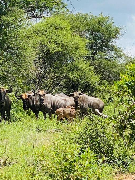 Wildheart Safari - Zesty Zebra Apartman Hoedspruit Kültér fotó