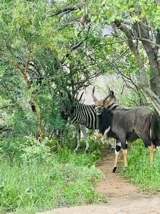 Wildheart Safari - Zesty Zebra Apartman Hoedspruit Kültér fotó