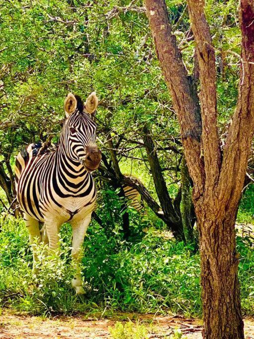 Wildheart Safari - Zesty Zebra Apartman Hoedspruit Kültér fotó