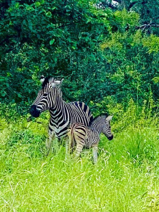 Wildheart Safari - Zesty Zebra Apartman Hoedspruit Kültér fotó